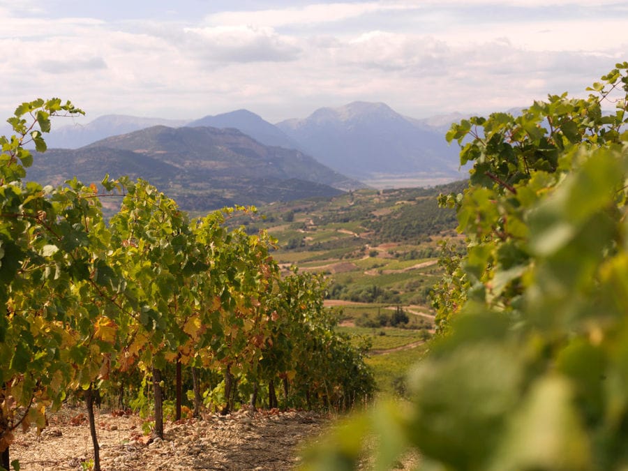 rows of vines at Strofilia winery vineyards in the background of trees and mountains